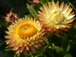 Солнечные сухоцветы :: Мамин сад – Цветочный калейдоскоп
