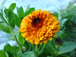 Махровая календула :: Мамин сад – Цветочный калейдоскоп