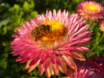 Пчела на сухоцвете :: Мамин сад – Цветочный калейдоскоп