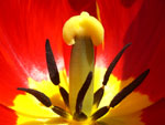 В сердце тюльпана :: Мамин сад – Цветочный калейдоскоп