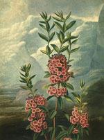 Горный лавр или кальмия (The Narrow-leaved Kalmia or Mountain Laurel), Филипп Рейнегл