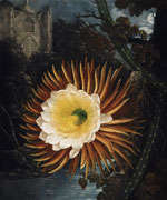 Цереус (Night-Blooming Cereus), Филипп Рейнегл, 1799 г.
