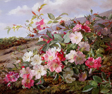 Шиповник (Eglantine) :: William Jabez Muckley, 1883 год (розовый, гуляфный…)
